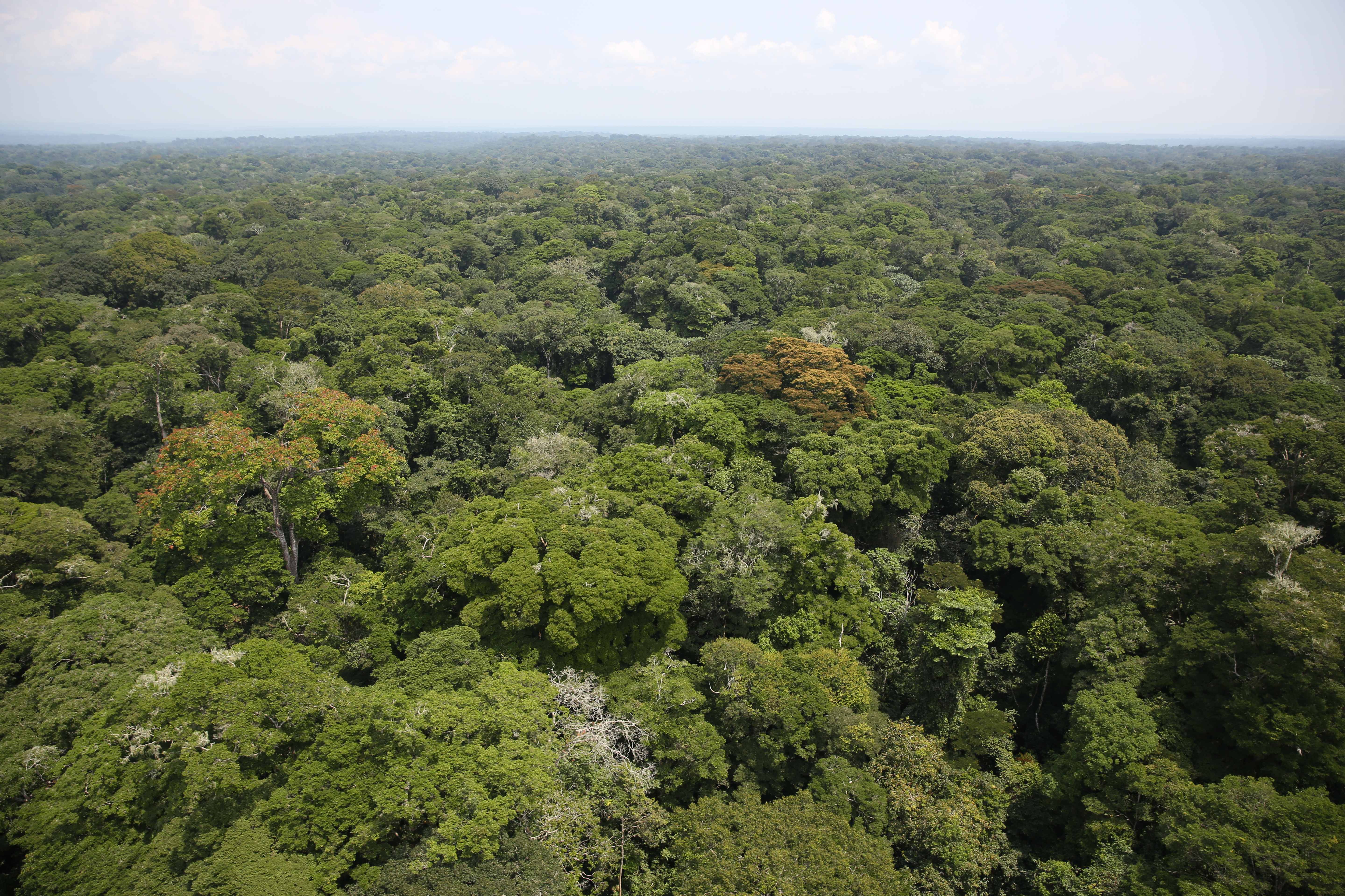 Ituri rainforest in the Congo Basin — critical pangolin habitat protected by carbon finance
