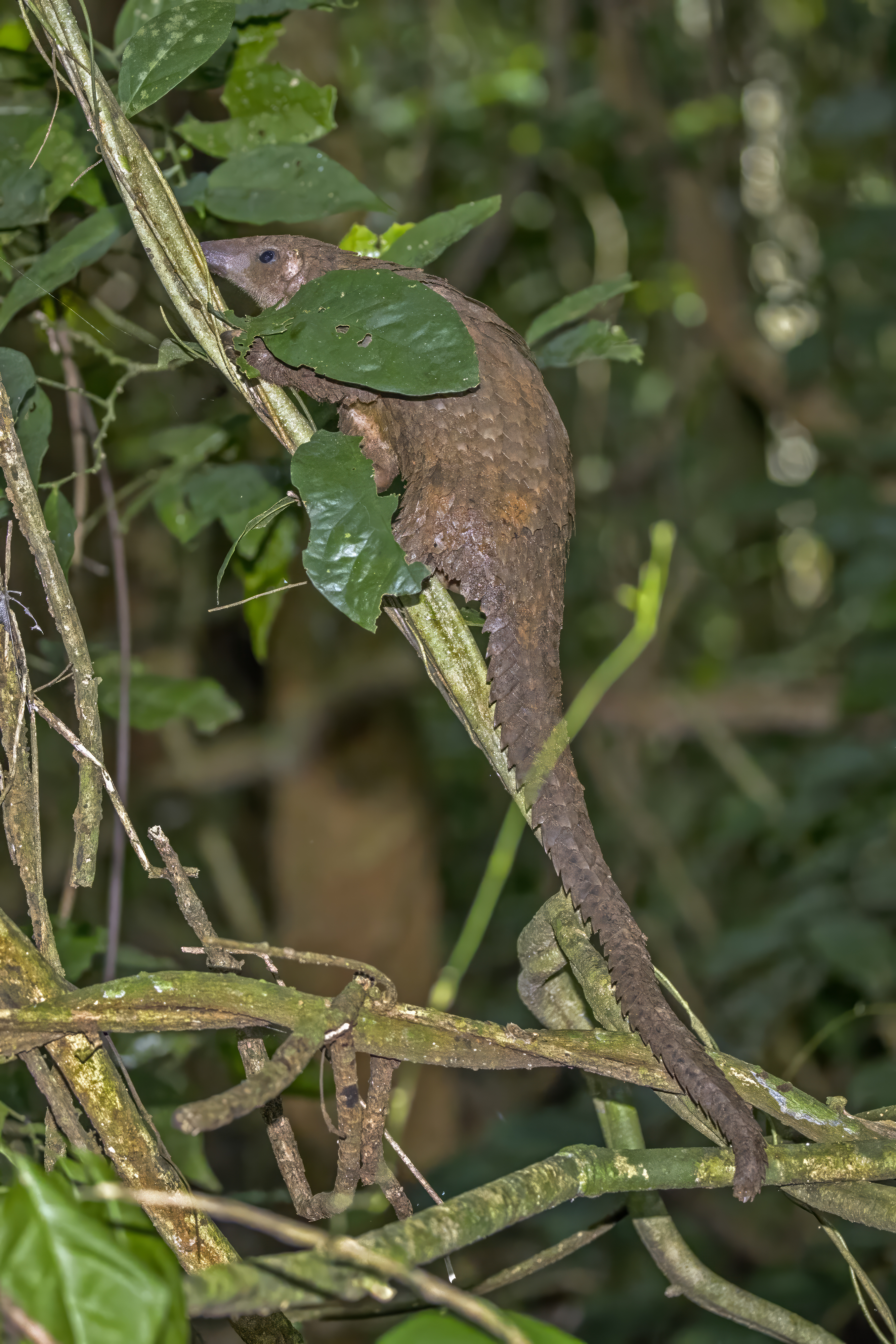 Dense rainforest in Central Africa, habitat of Cameroon's pangolin species