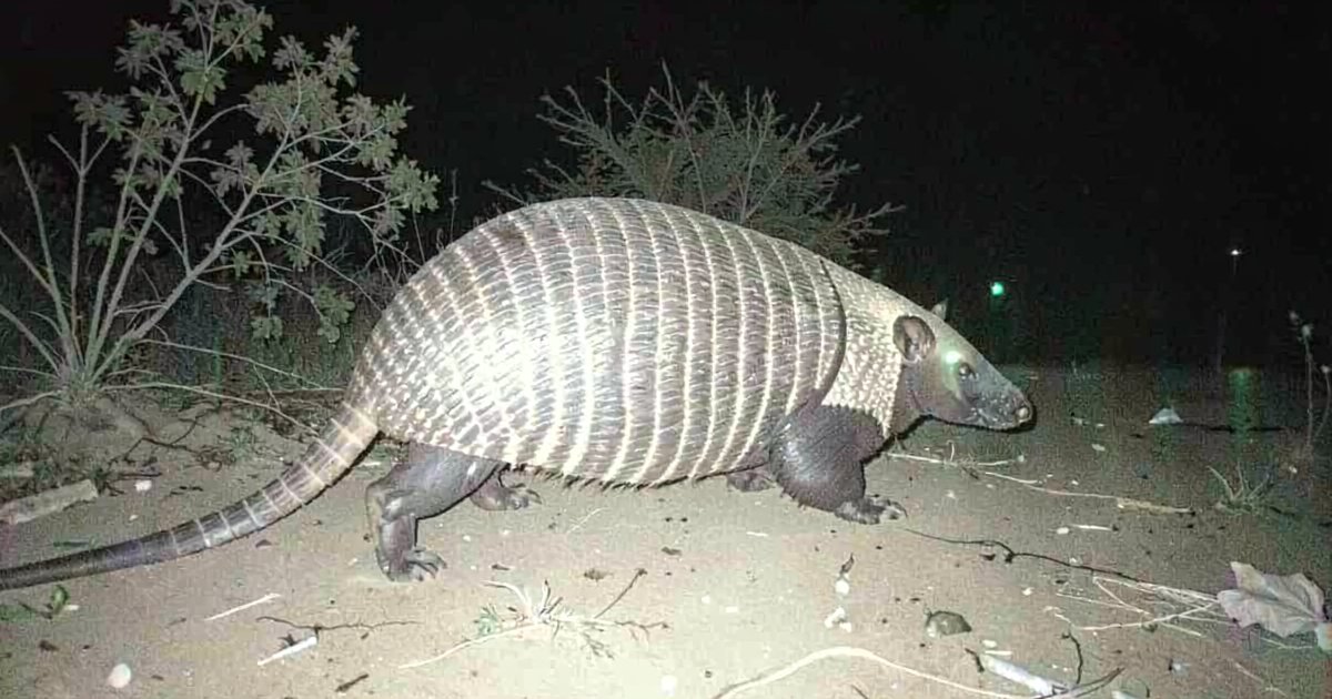 Camera trap monitoring at a key wildlife corridor used by pangolins